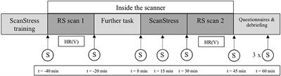 Differences in Neural Recovery From Acute Stress Between Cortisol Responders and Non-responders